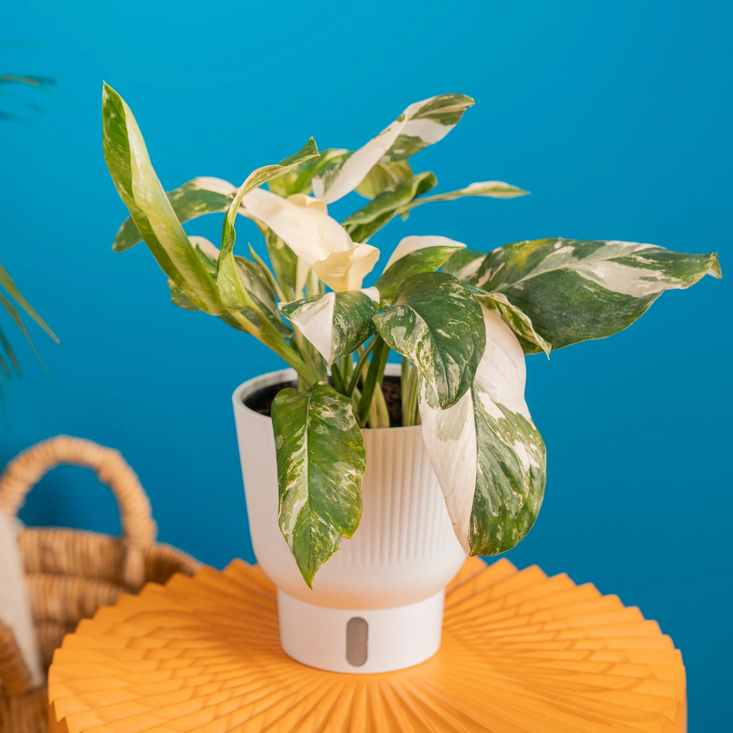 6in Monstera Lechleriana Albo in Milan Wick and Grow.jpg