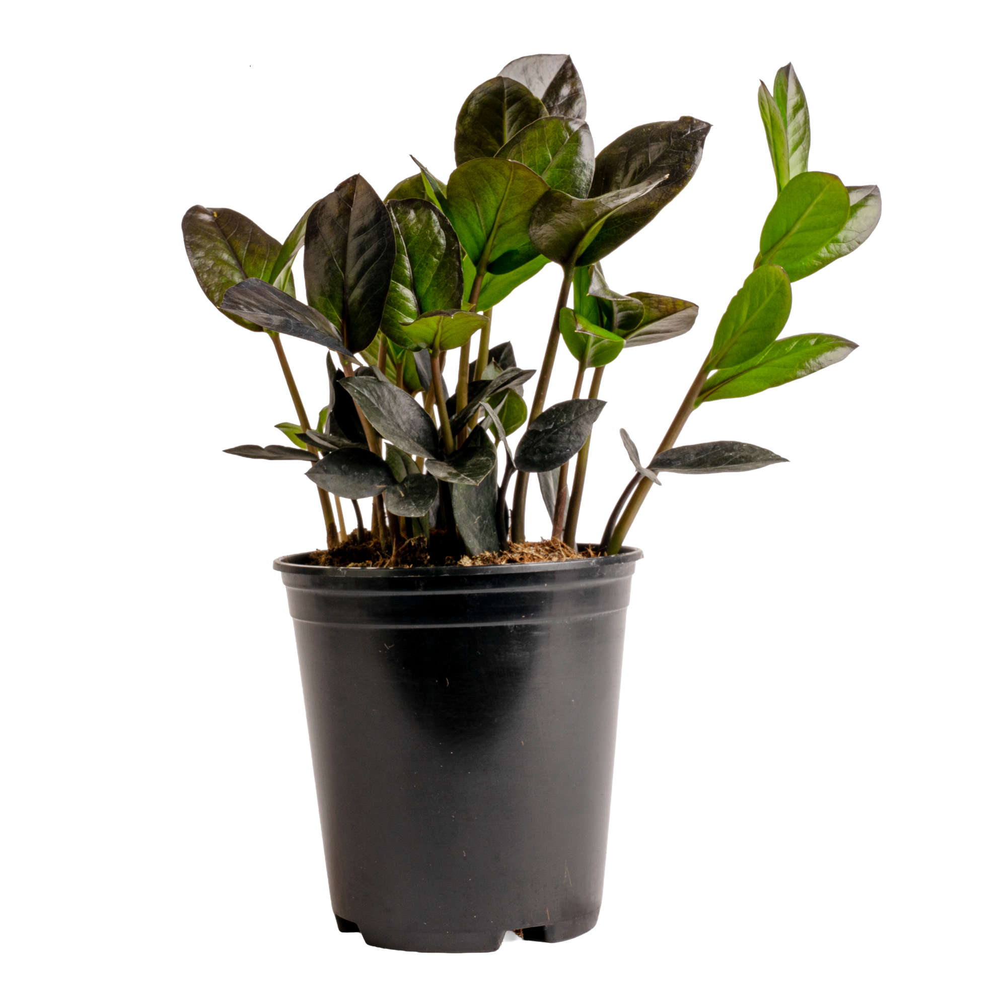 ZZ Everlasting (Zamioculcas zamiifolia ‘TVZAMBL1’)