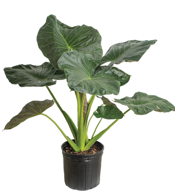 Alocasia (Alocasia spp.)
