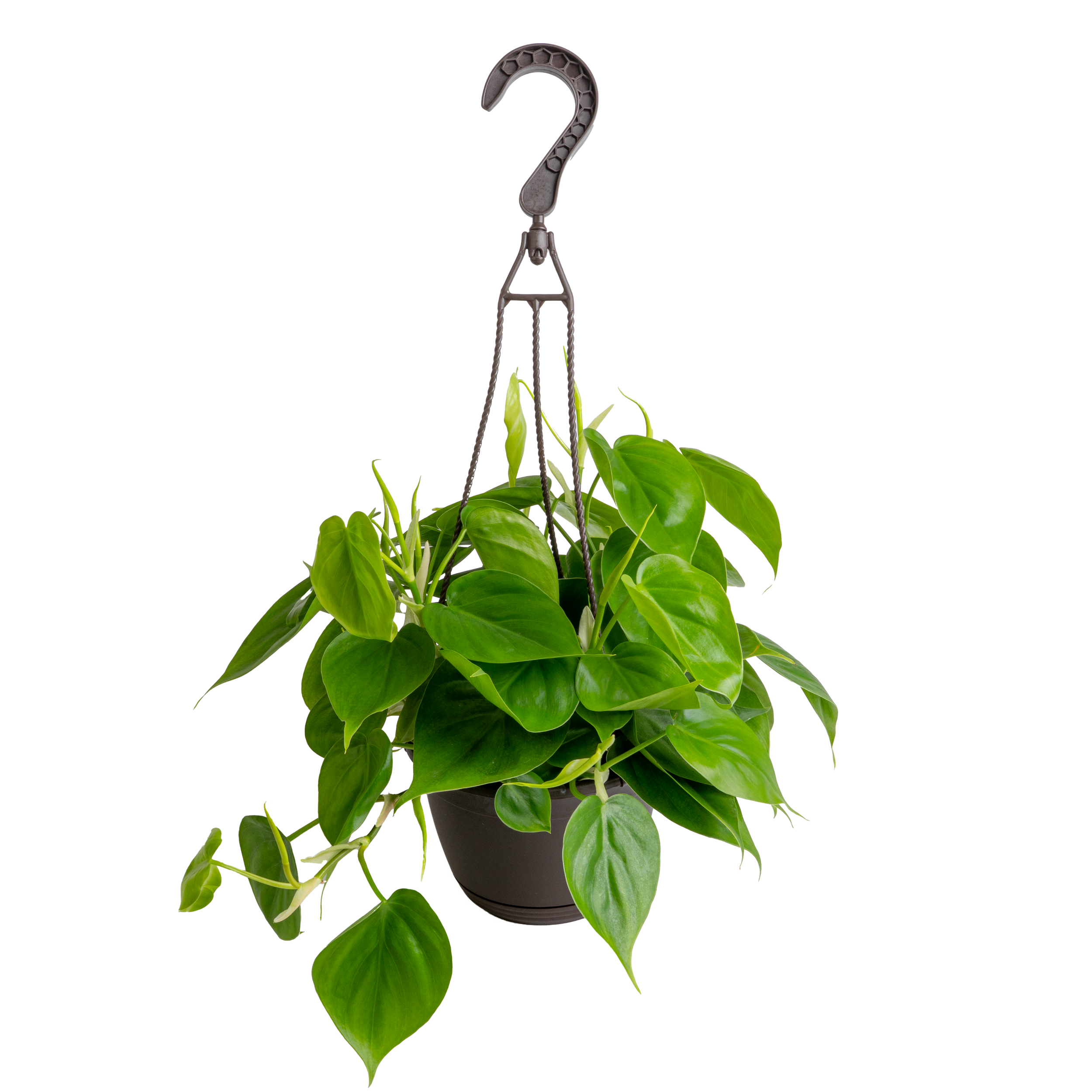 Philodendron ‘Cordatum’ (Philodendron hederaceum group)