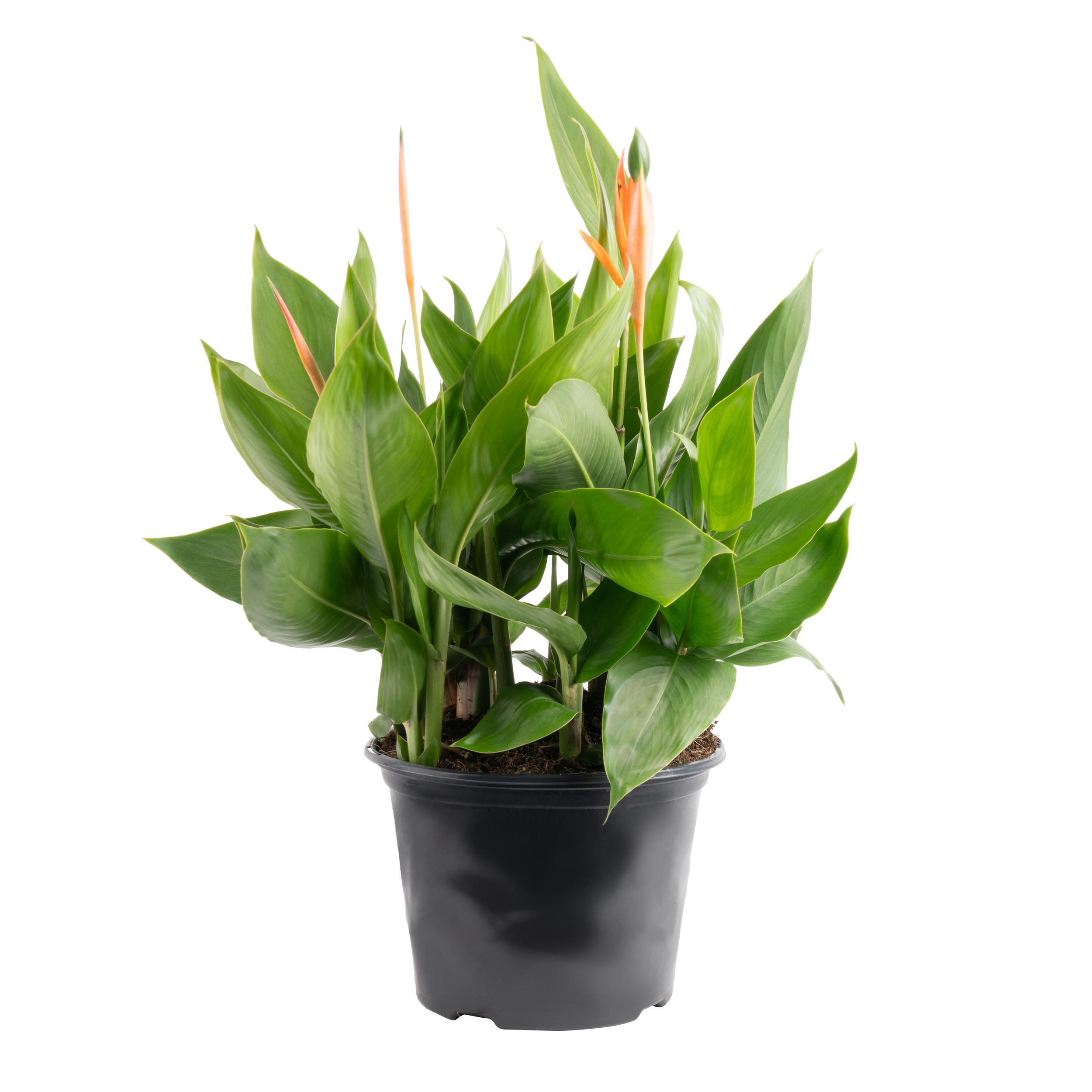 Heliconia (Orange Flowering Selection) (Heliconia spp.)