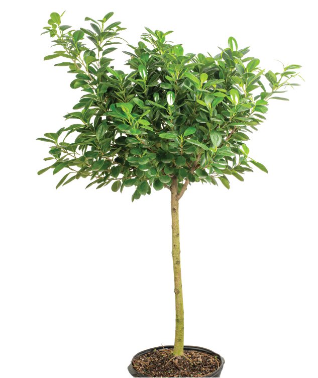 Ficus ‘Moclame’ (Ficus microcarpa)