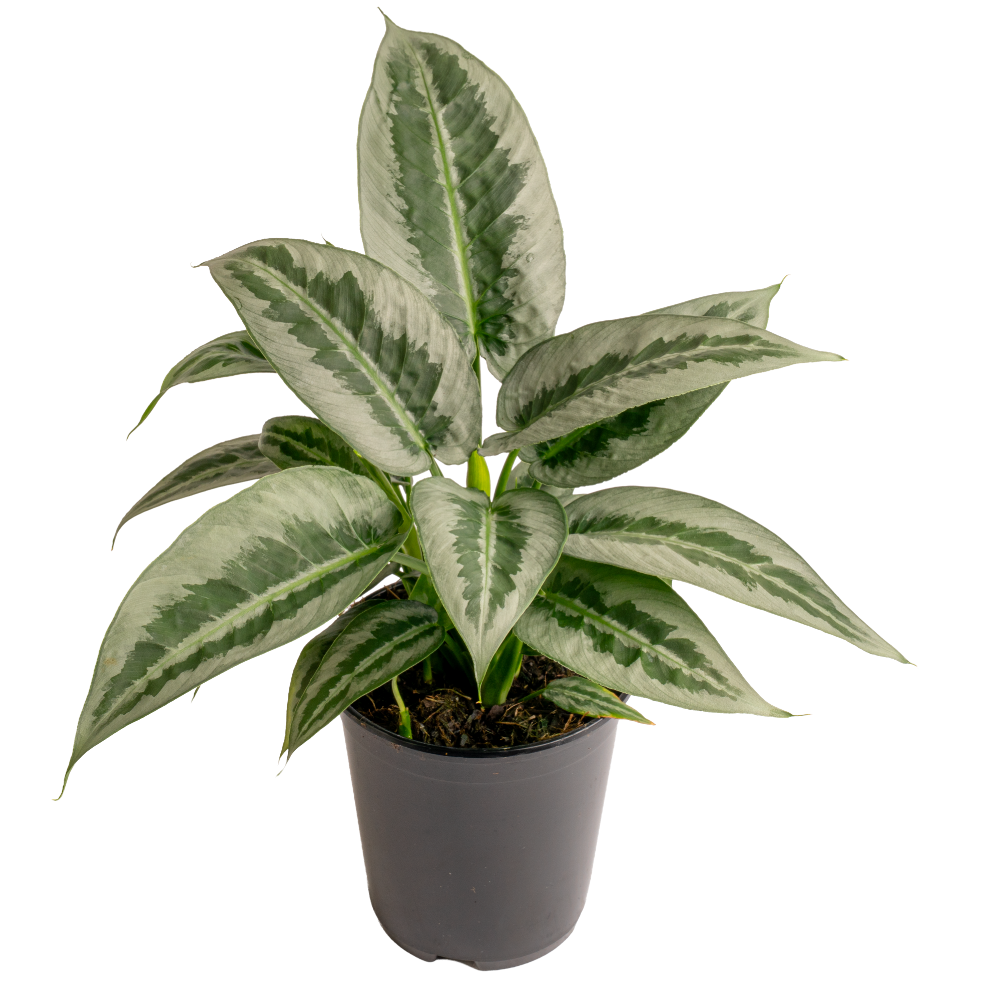 Schismatoglottis ‘Silver Indunkan’ (Schismatoglottis sp. ‘Silver Indunkan’)