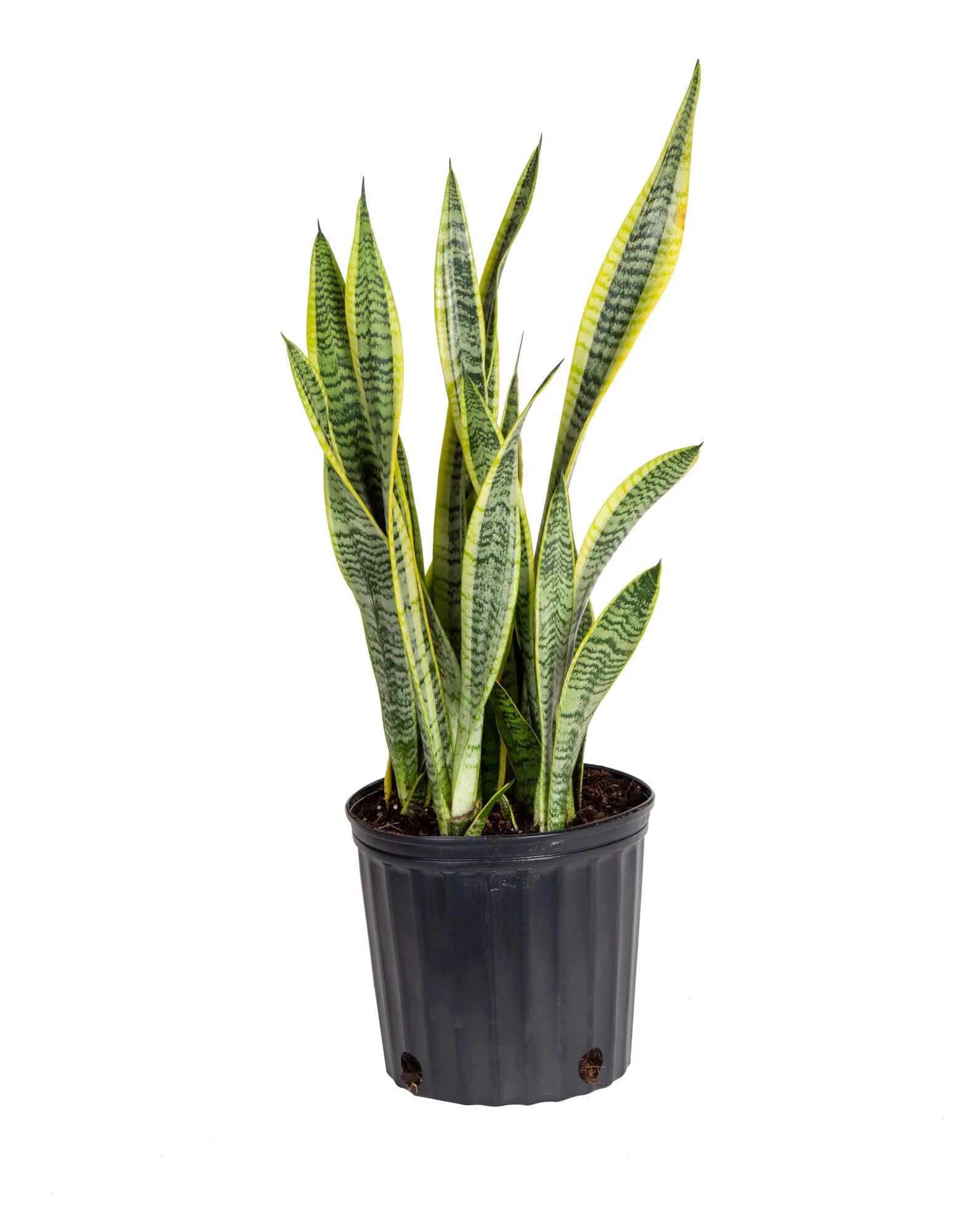 Laurentii Superba Snake Plant (Dracaena trifasciata ‘Laurentii Superba’)