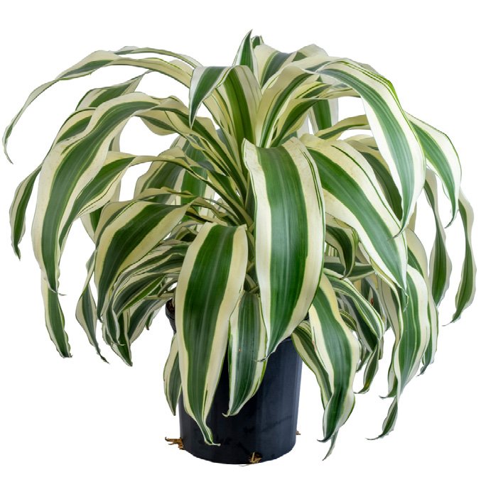 Dracaena ‘White Aspen’ (Dracaena fragrans ‘White Aspen’)