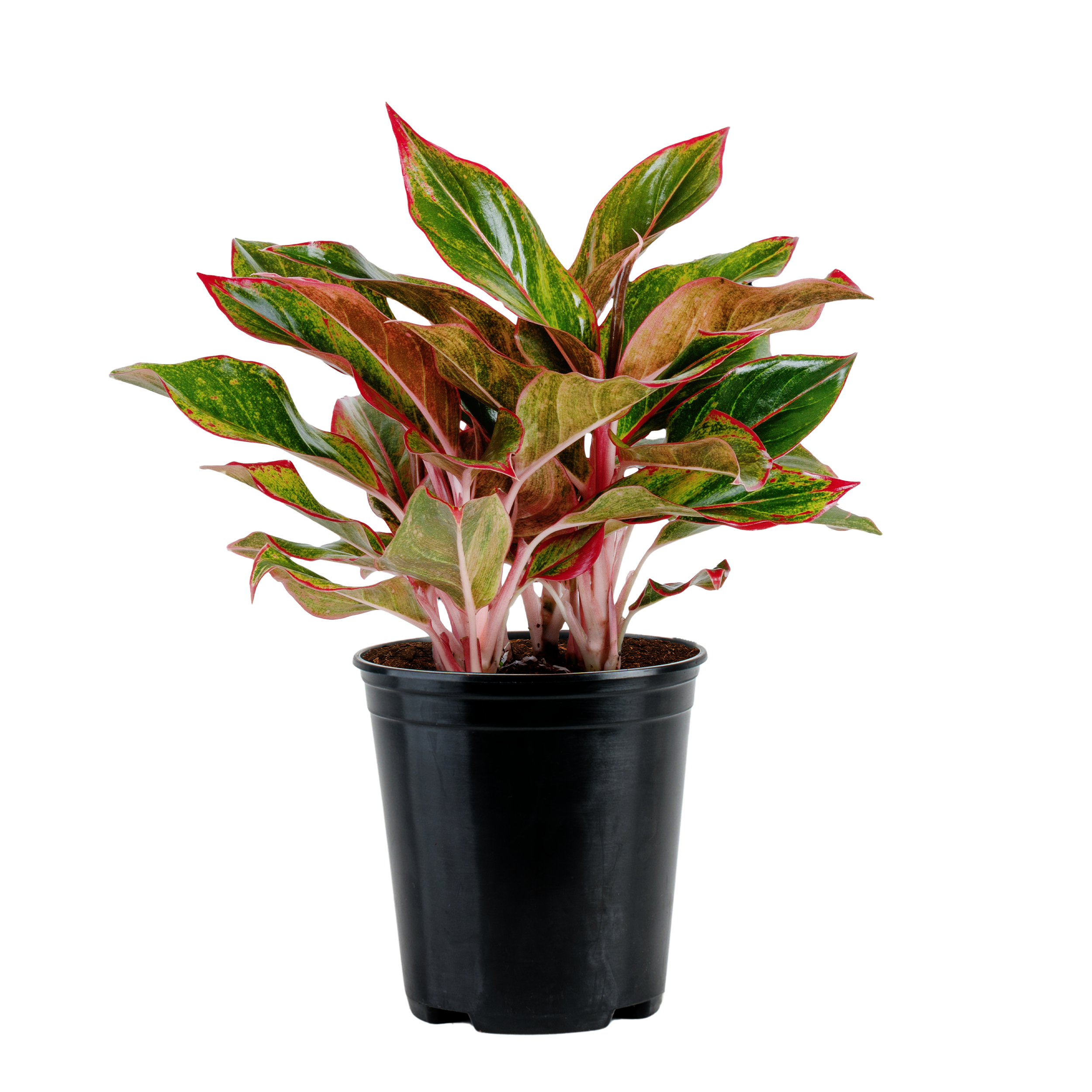Aglaonema ‘Siam’