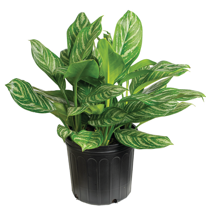 Aglaonema ‘Maria’
