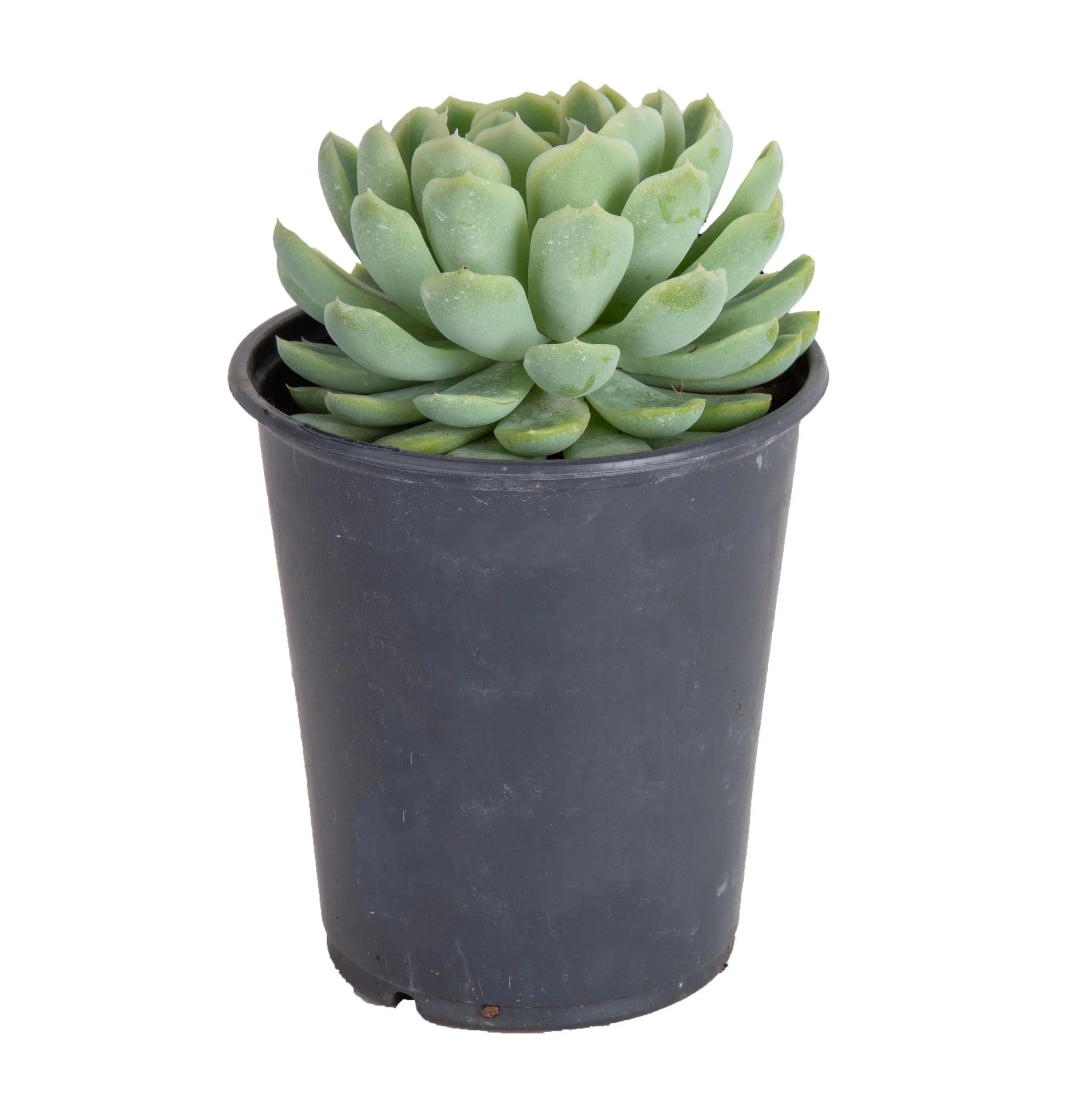 Succulent Assortment (Succulent spp.)