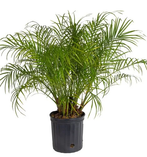 Roebelenii Palm (Phoenix roebelenii)