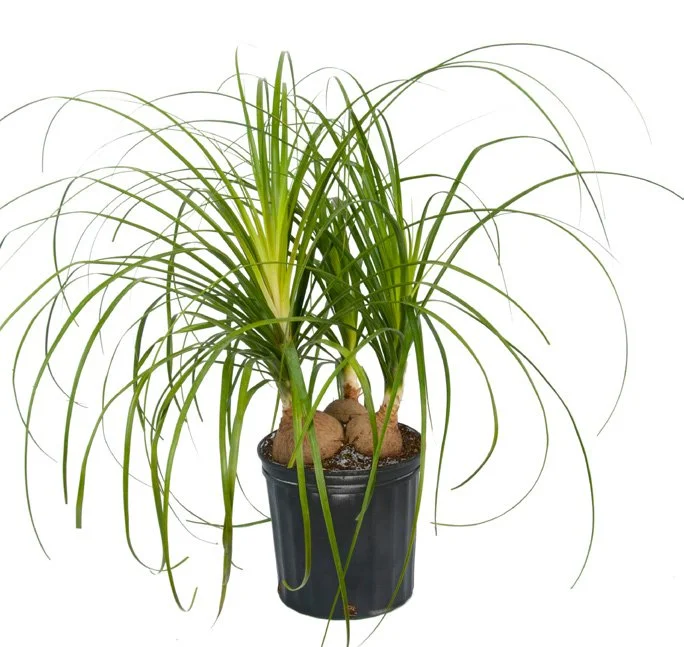 Ponytail Palm Branched (Beaucarnea recurvata)