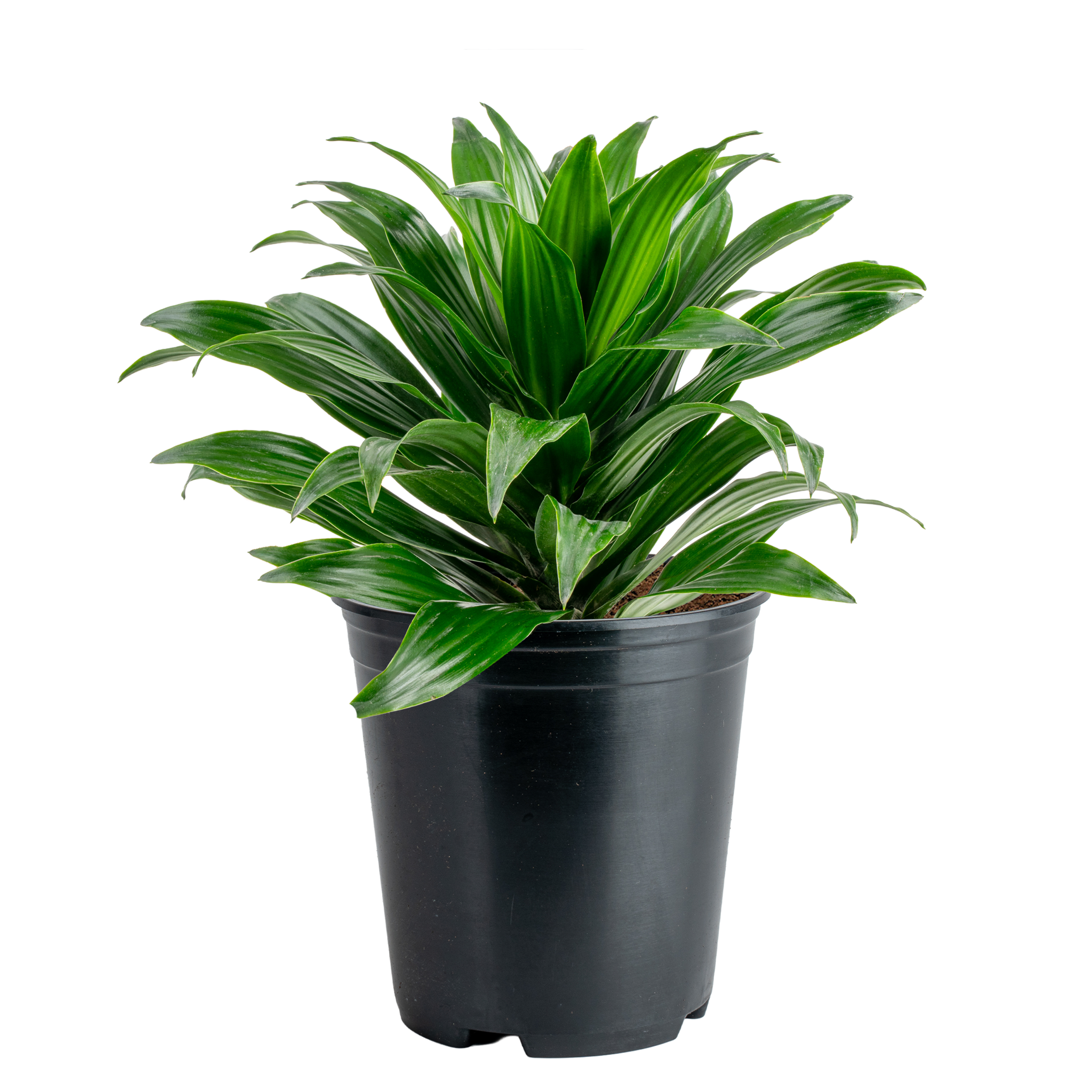 Green Jewel Dracaena (Dracaena fragrans ‘Green Jewel’)