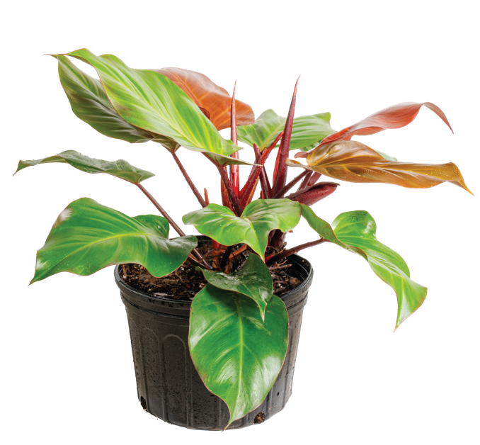Philodendron ‘Red Congo’ (Philodendron ‘Rojo Congo’)