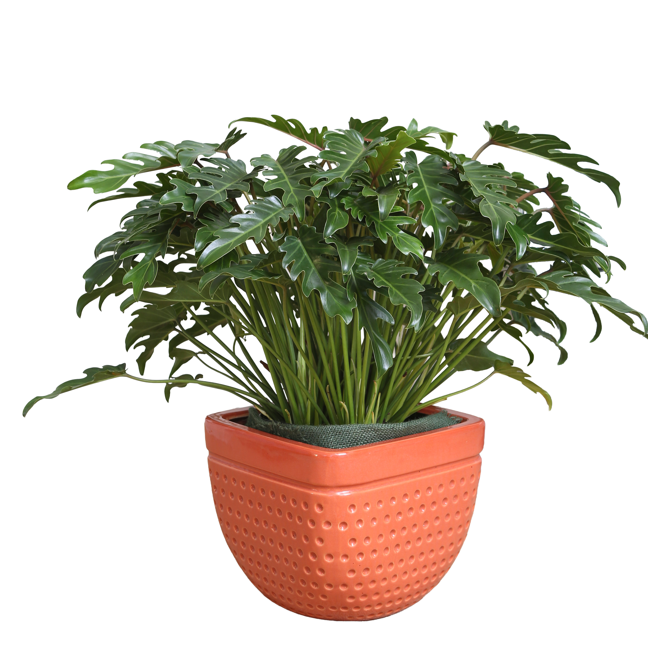 ‘Xanadu’ (Thaumatophyllum xanadu)