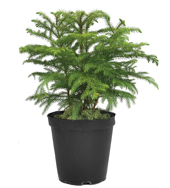 Norfolk Island Pine (Araucaria heterophylla)