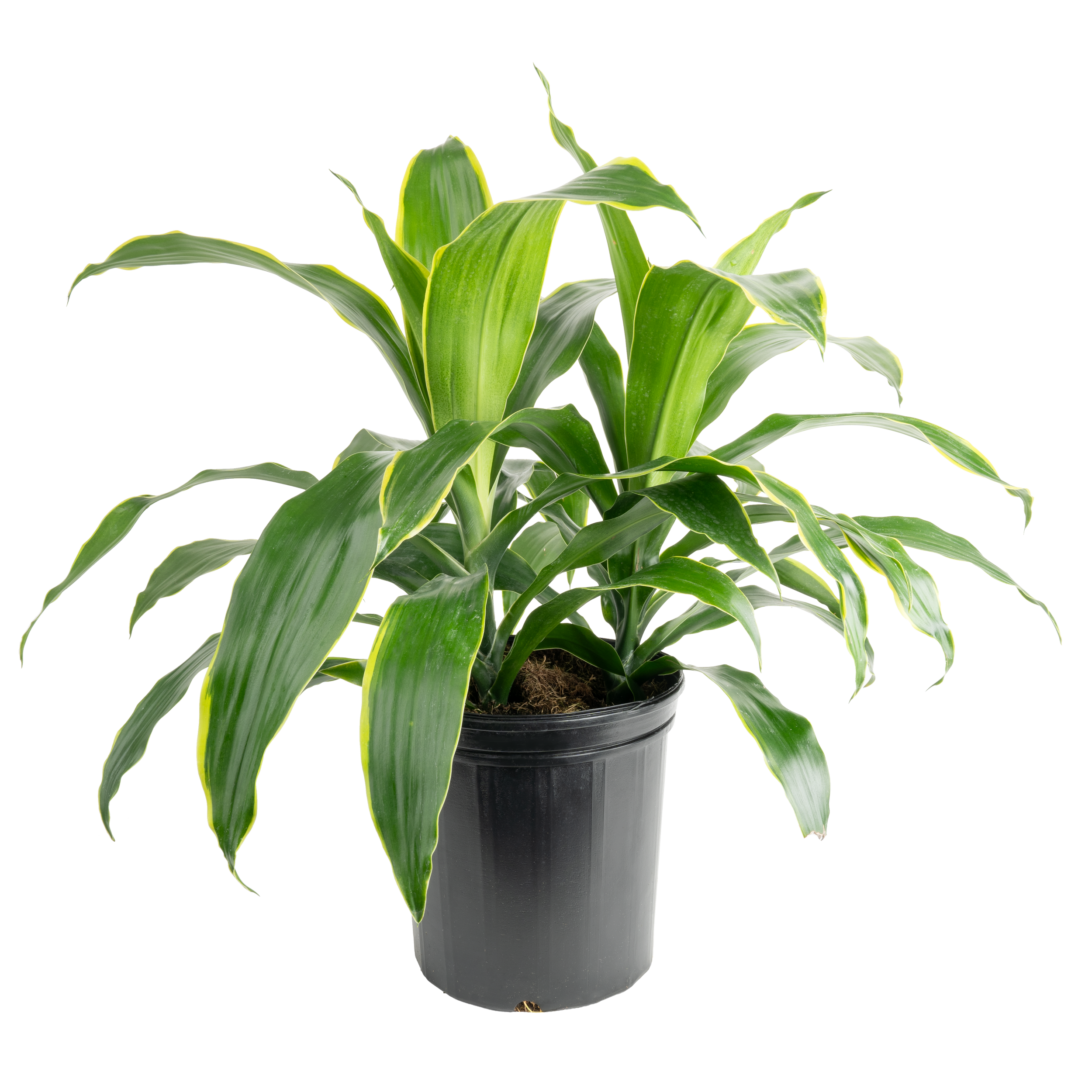 Dracaena ‘Art’ (Dracaena fragrans ‘Art’)