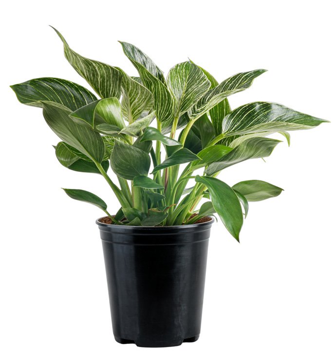 Philodendron ‘Birkin’ (Philodendron ‘Birkin’)