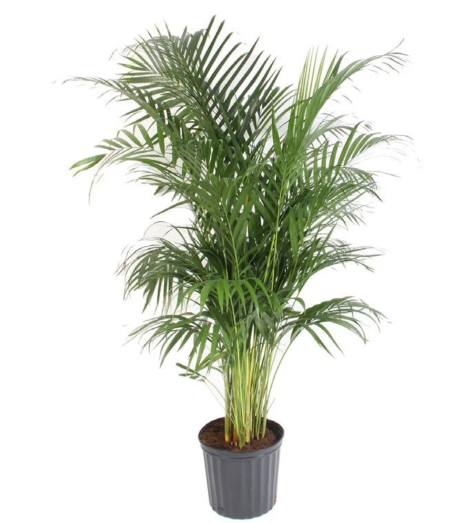 Areca Palm (Dypsis lutescens)