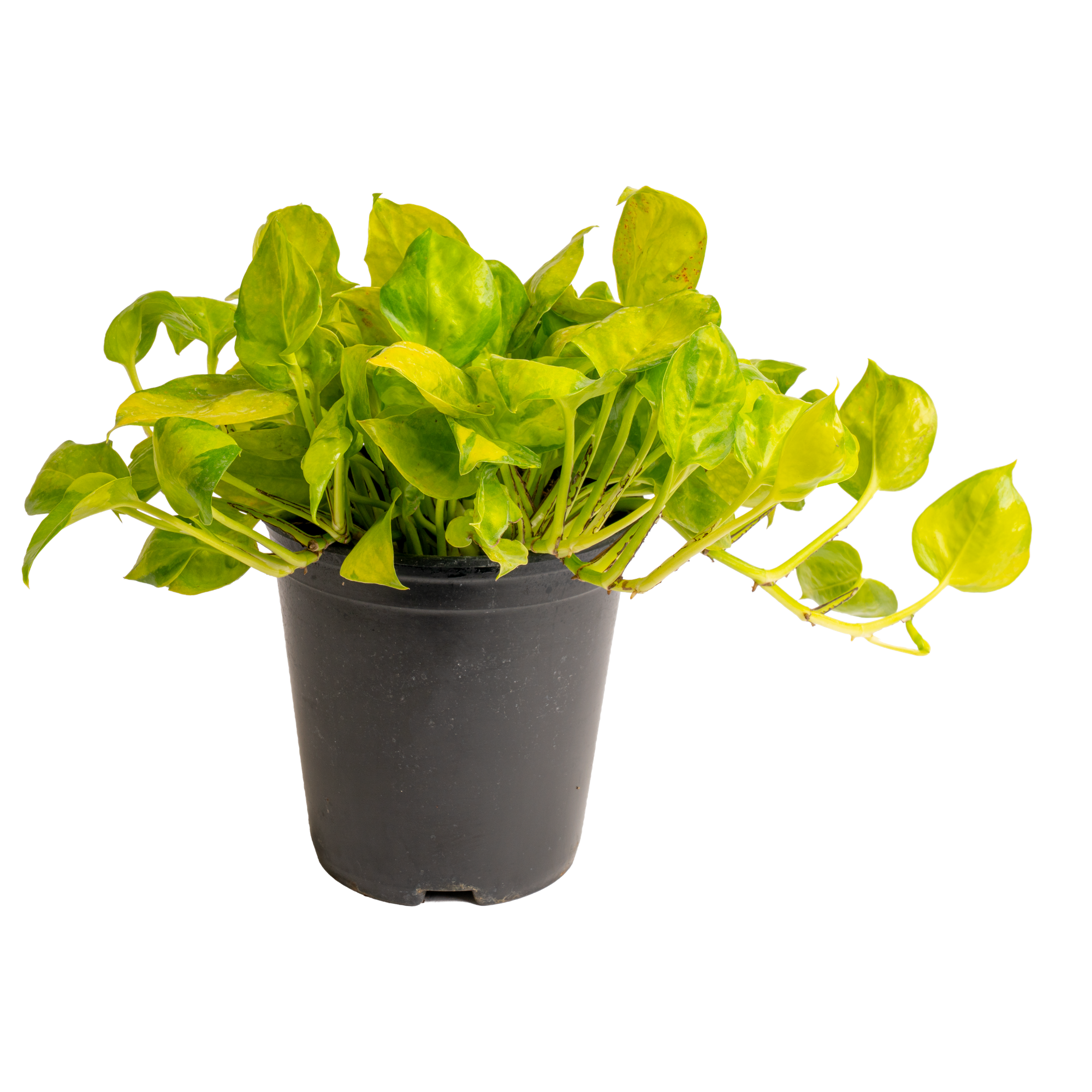 ‘Neon Joy’ Pothos (Epipremnum aureum ‘Neon Joy’)