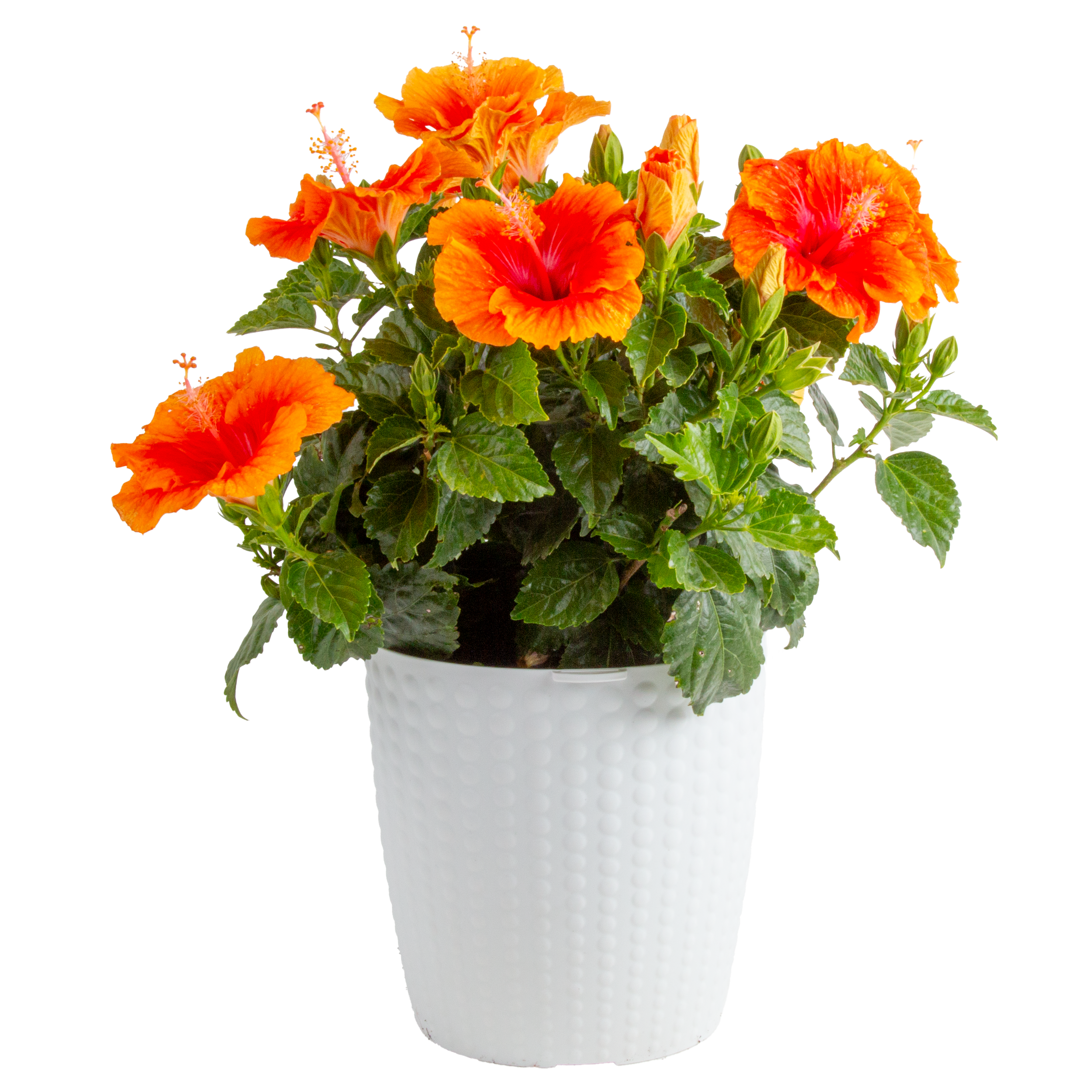 Tropical Hibiscus (Bi-Color Flowering Selection) (Hibiscus rosa-sinensis)