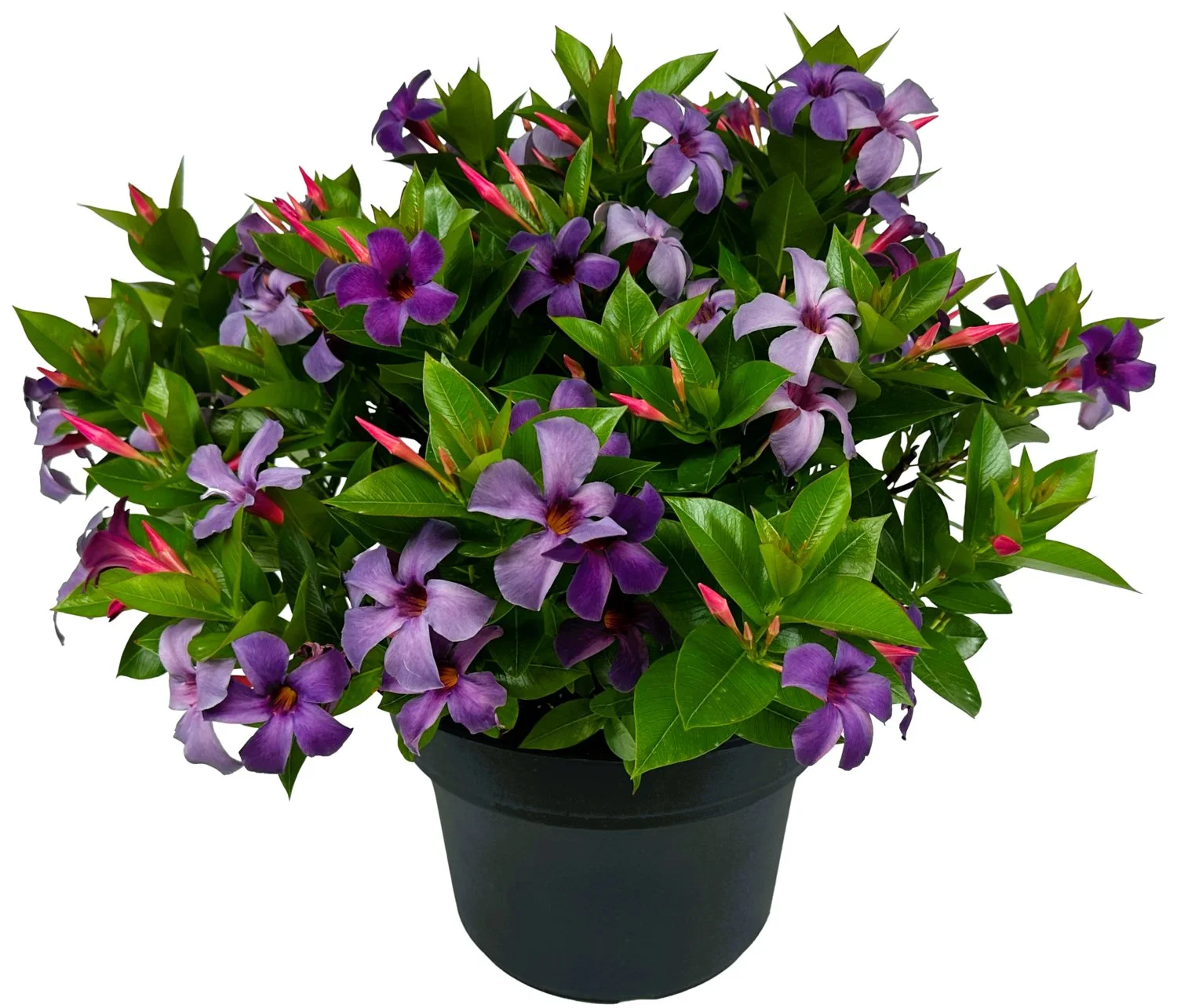 Mandevilla ‘Bluephoria’ (Bluephoria Mandevilla)