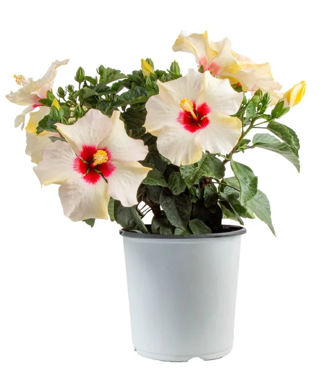 Tropical Hibiscus (Hibiscus rosa-sinensis)