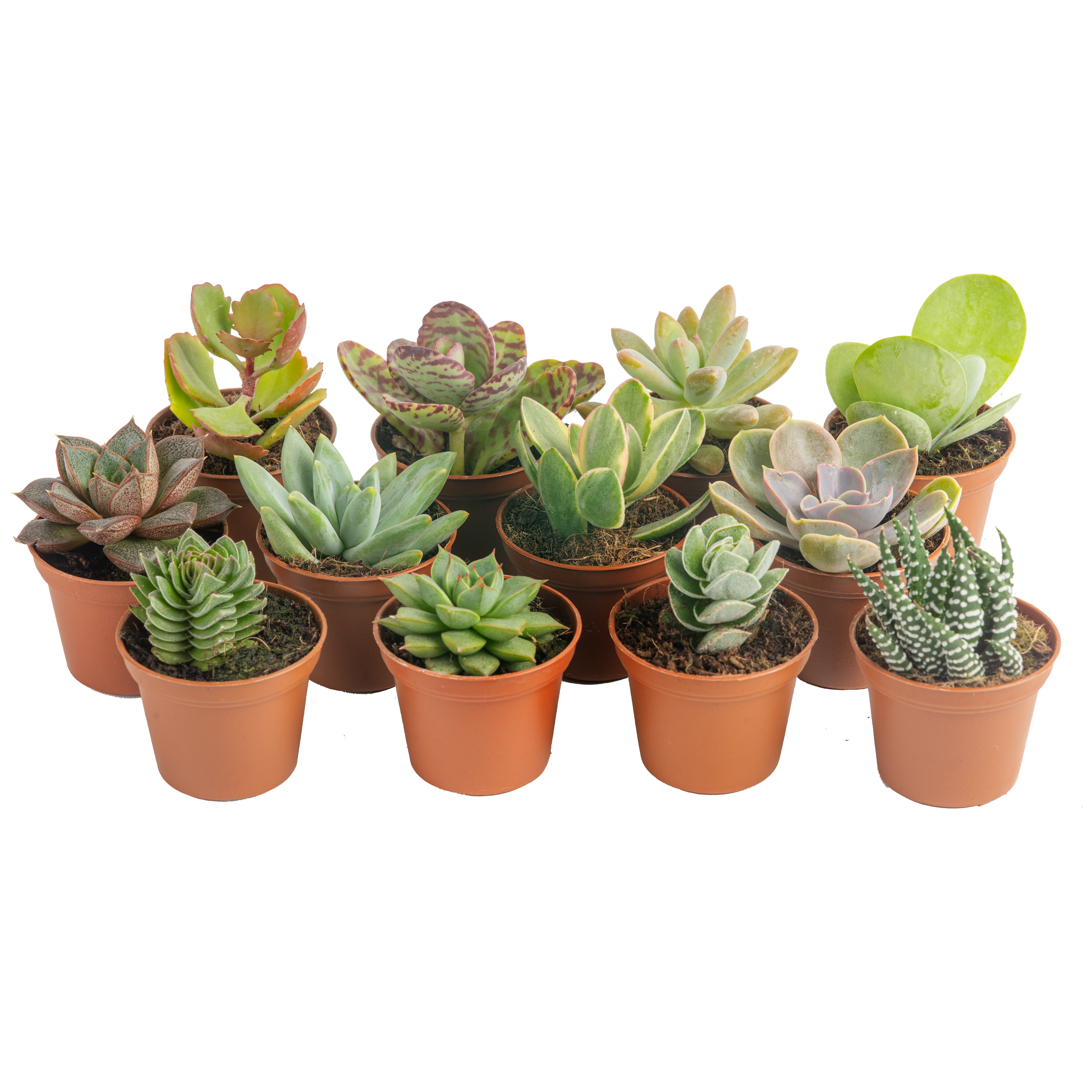 Assorted Cacti (Cactaceae spp.)