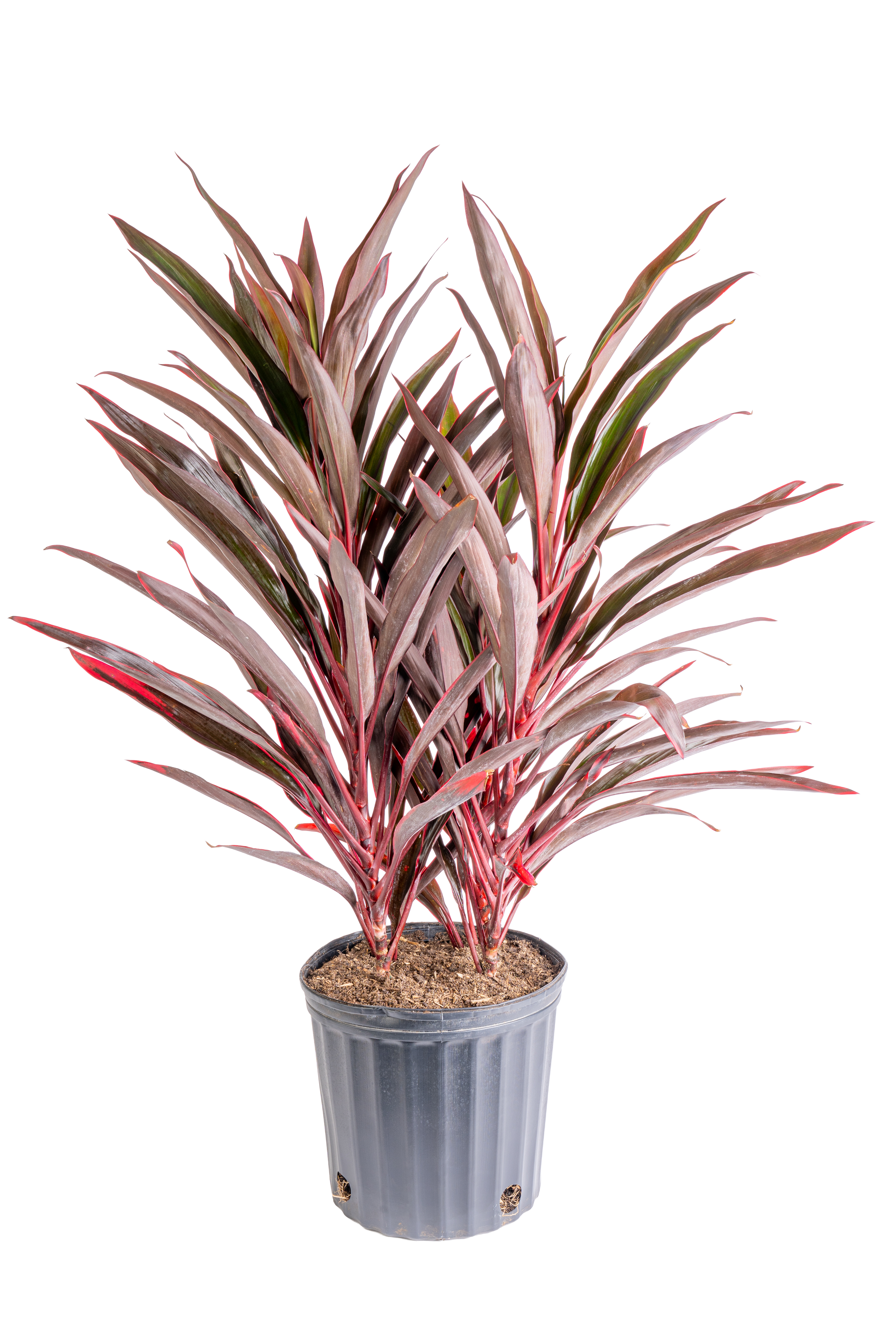 Cordyline ‘Red Sensation’