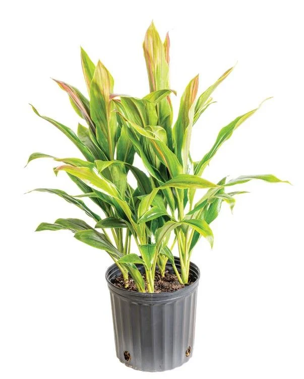 Cordyline ‘Sherbert’