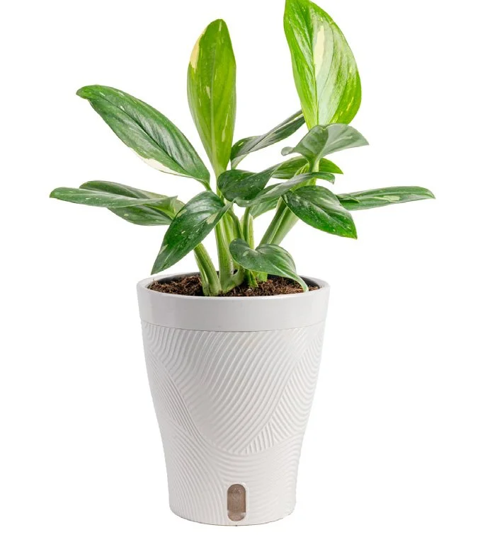Monstera ‘Cobra’ (Monstera standleyana ‘Cobra’)