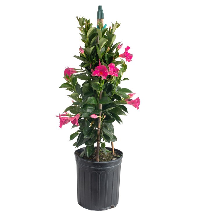 Mandevilla (Dipladenia)