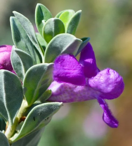 Leucophyllum frutescens (Texas Sage)