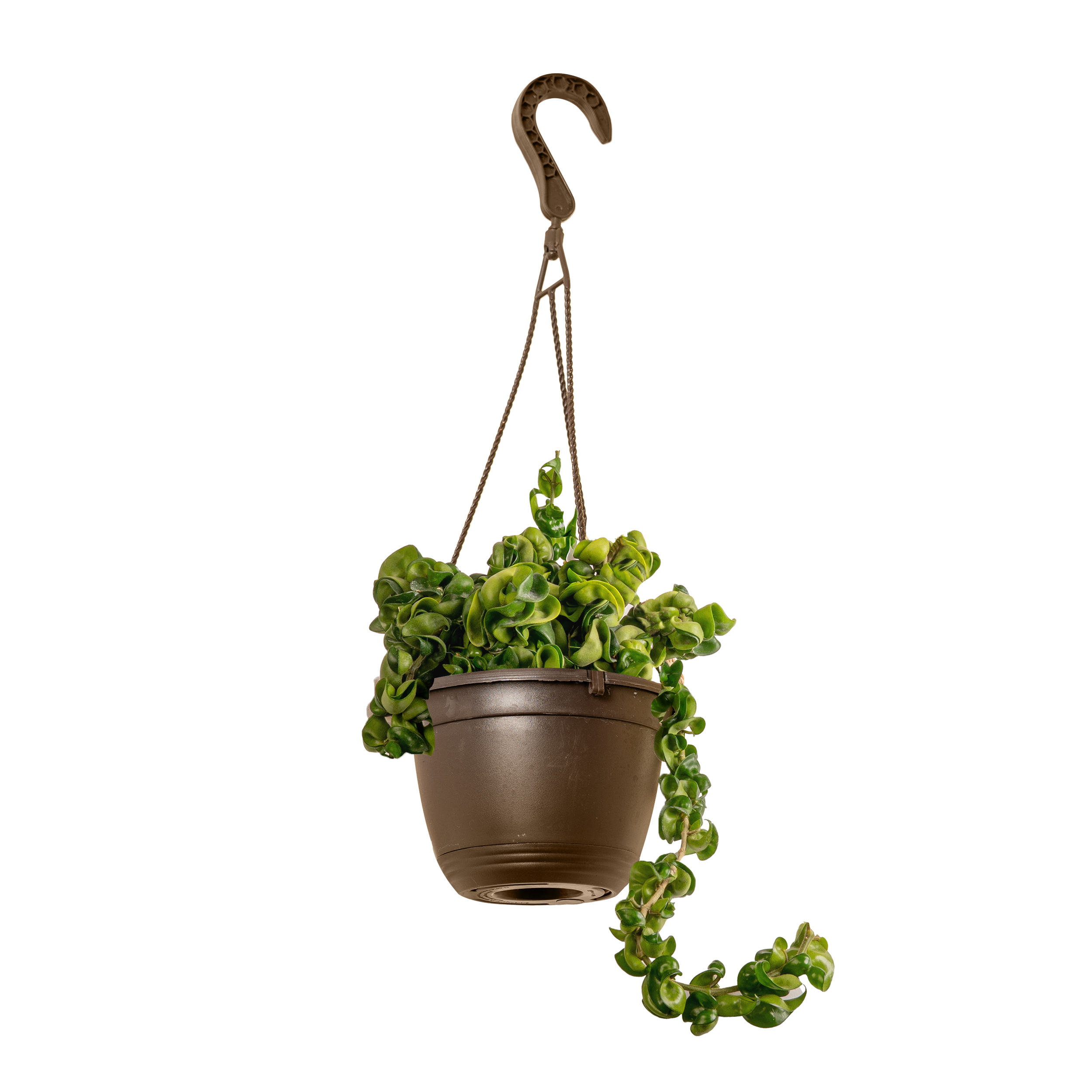 Hoya (Hoya spp.)