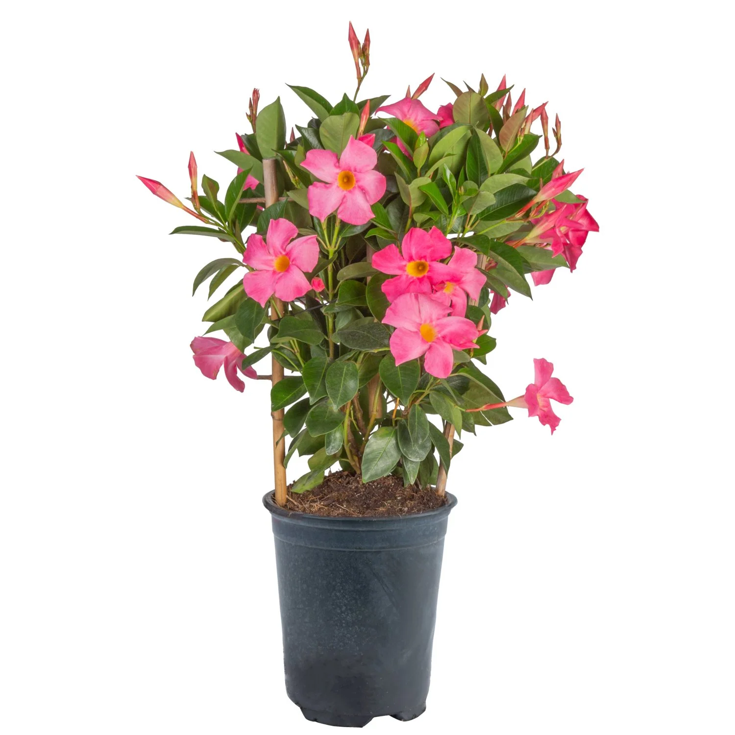 Mandevilla (Pink Vining Selection