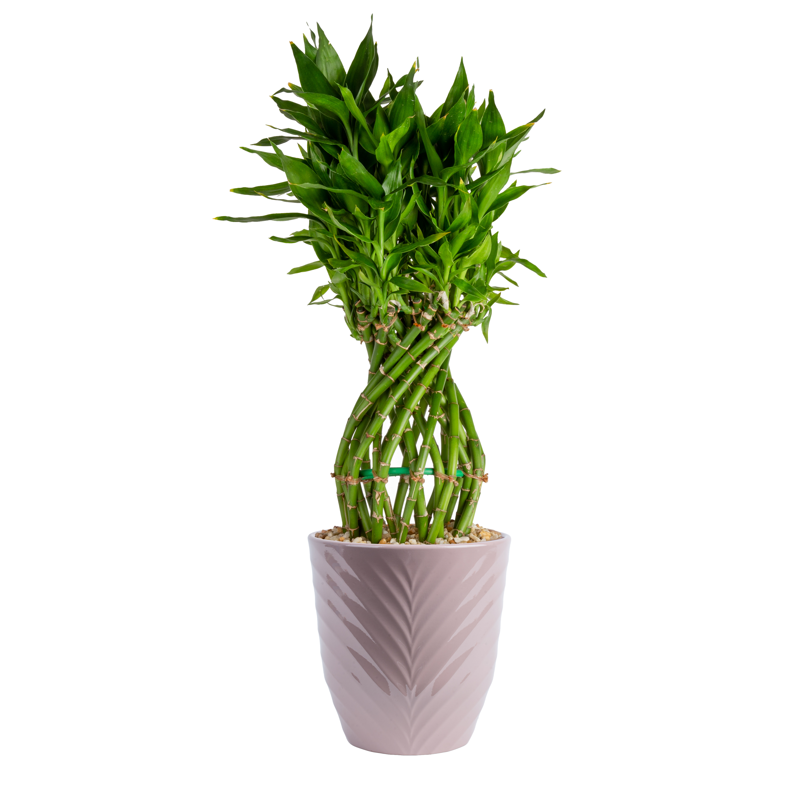 Lucky Bamboo (Dracaena sanderiana)