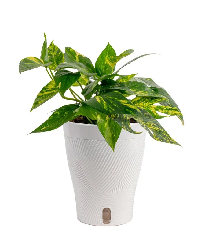 'Yellow Sunrise’ Pothos (Epipremnum pinnatum ‘Yellow Sunrise’)