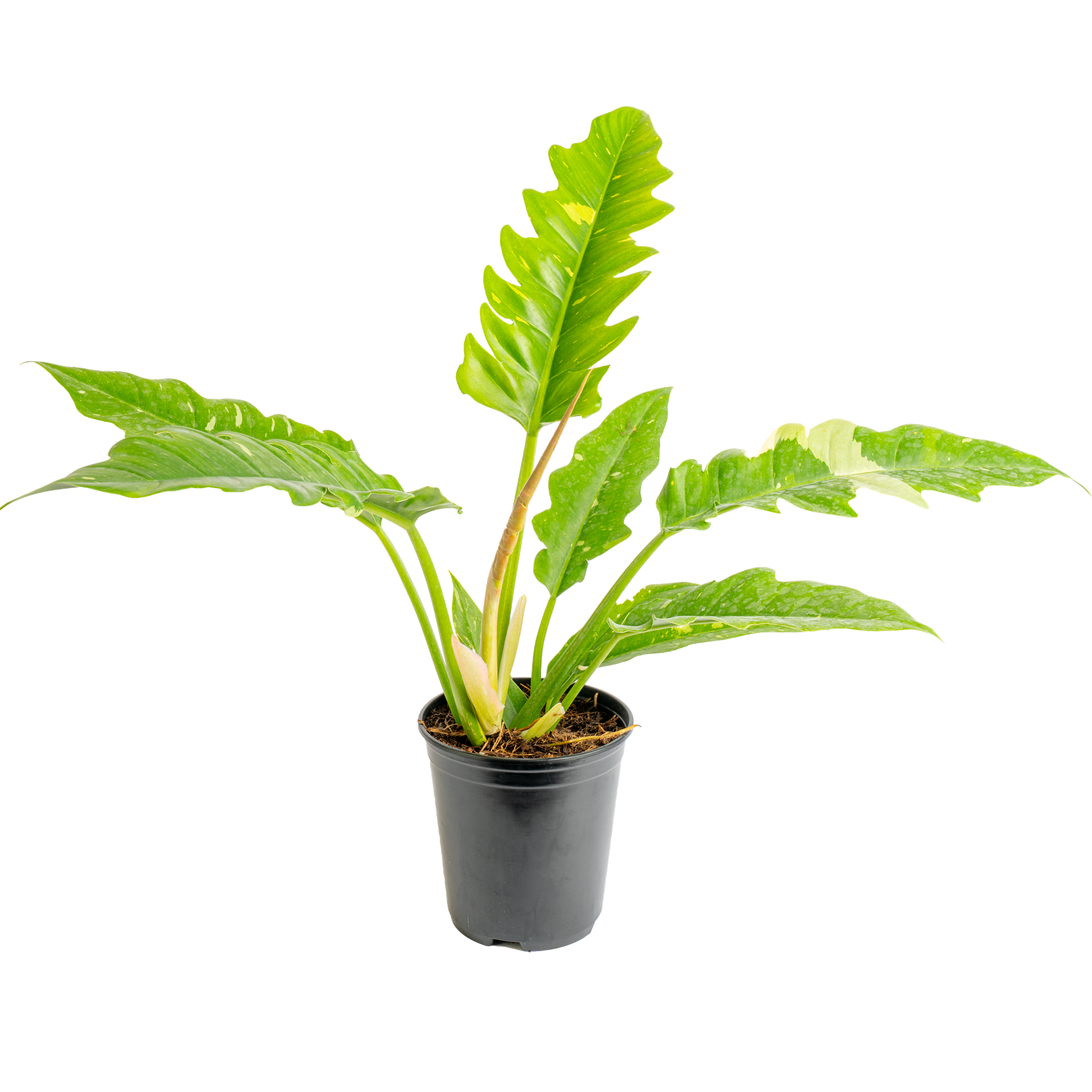 Philodendron ‘Ring of Fire’ (Philodendron sp. ‘Ring of Fire’)