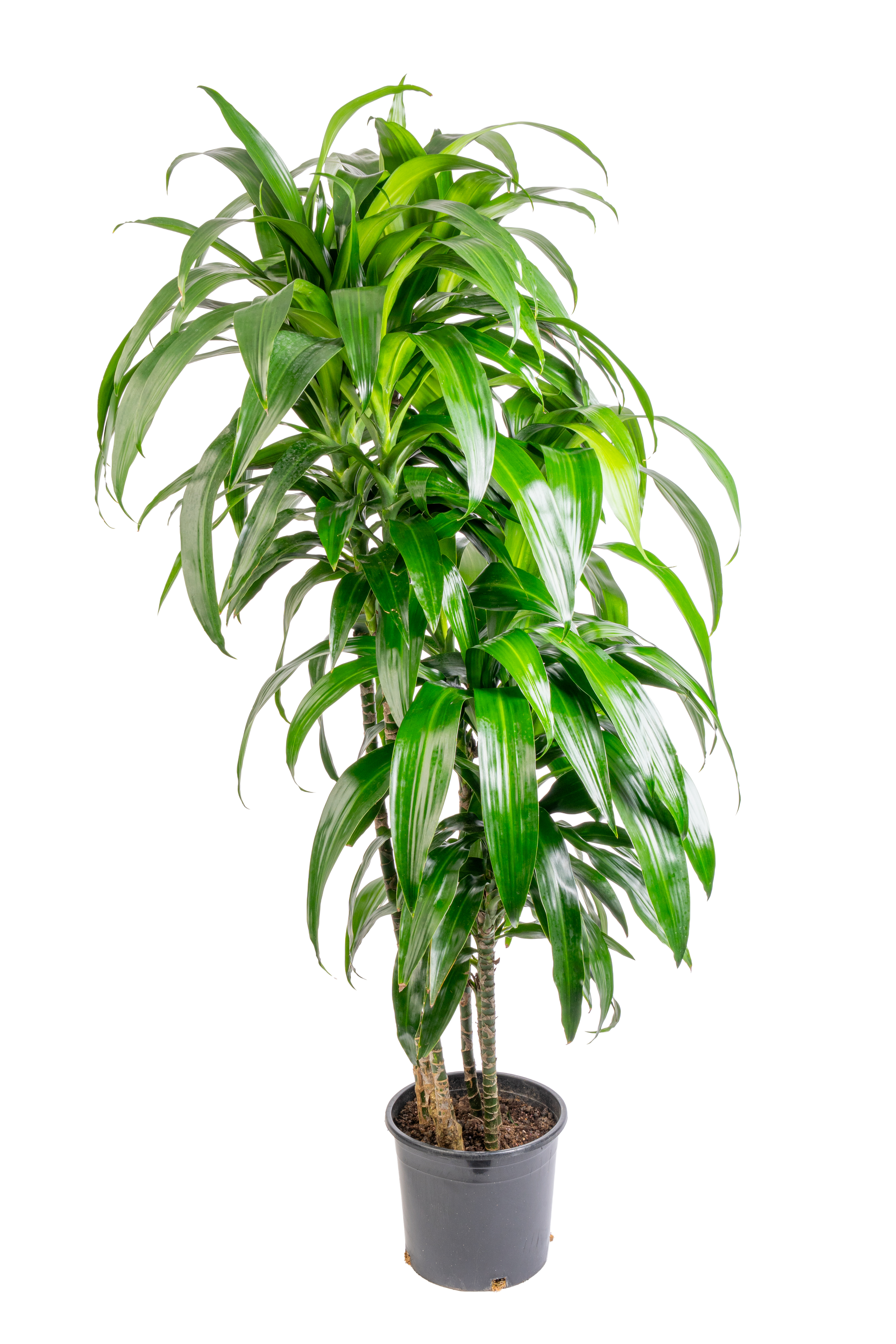 Dracaena 'Lisa' (Cane)