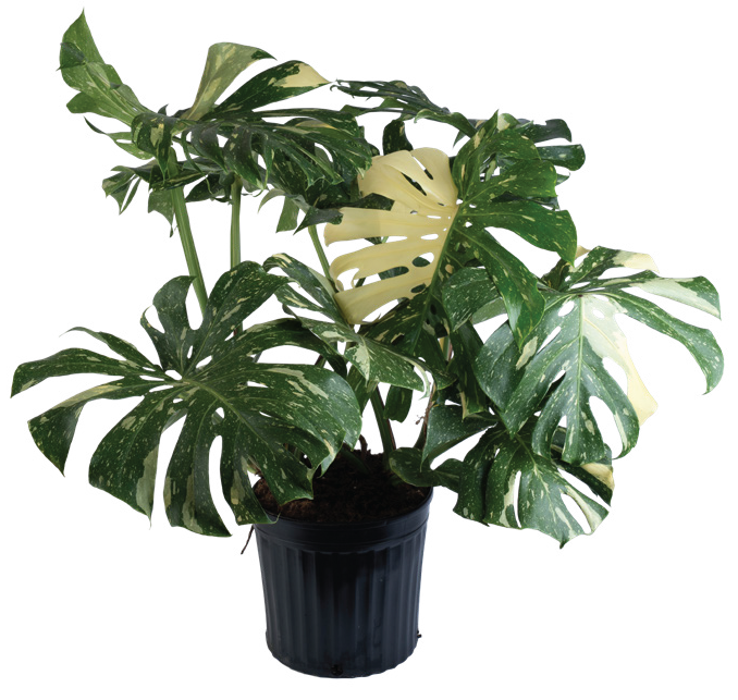 Monstera ‘Thai Constellation’ (Monstera deliciosa ‘Thai Constellation’)