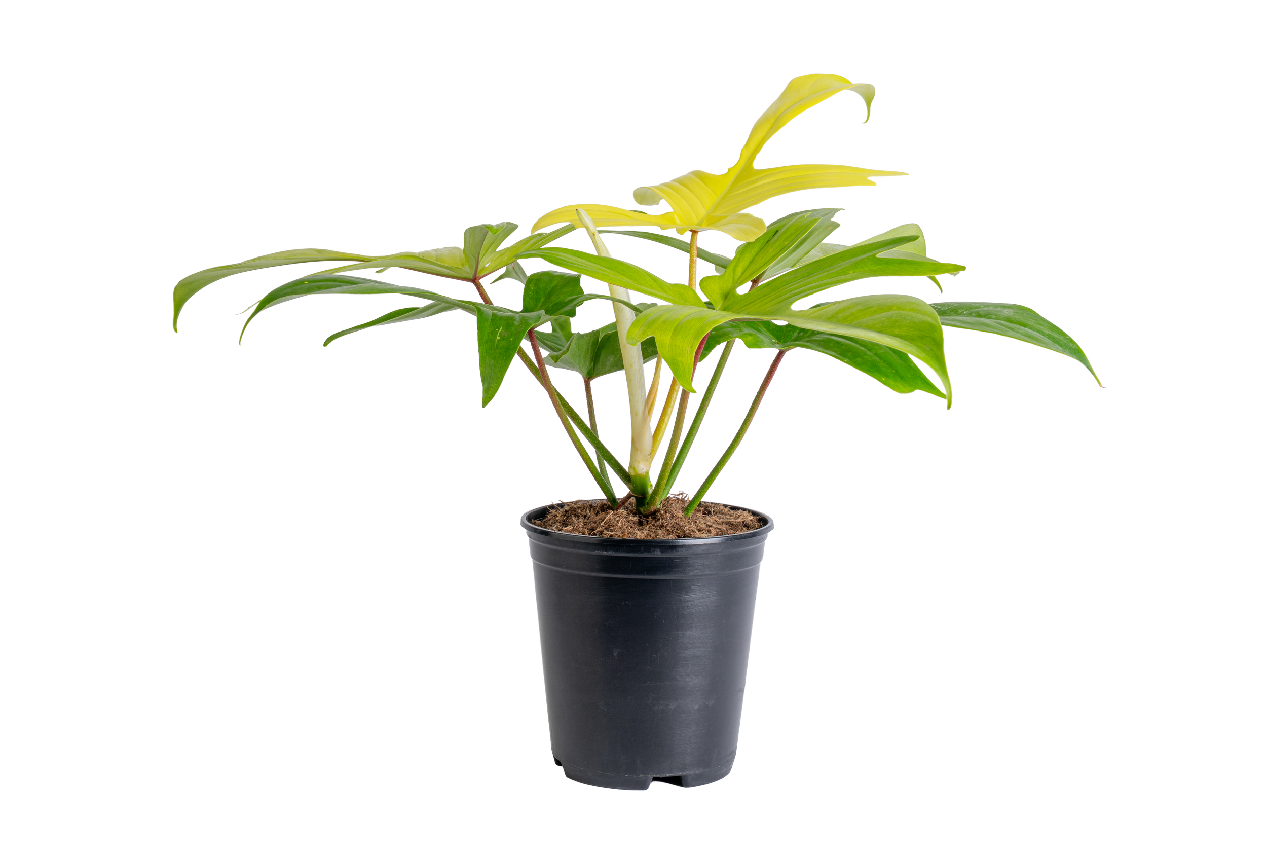 Philodendron ‘Florida Ghost’ (Philodendron pedatum ‘Florida Ghost’)