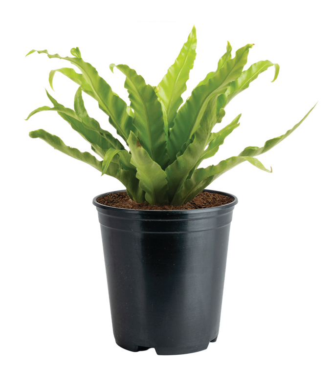 Birdsnest Ferns (Asplenium nidus)
