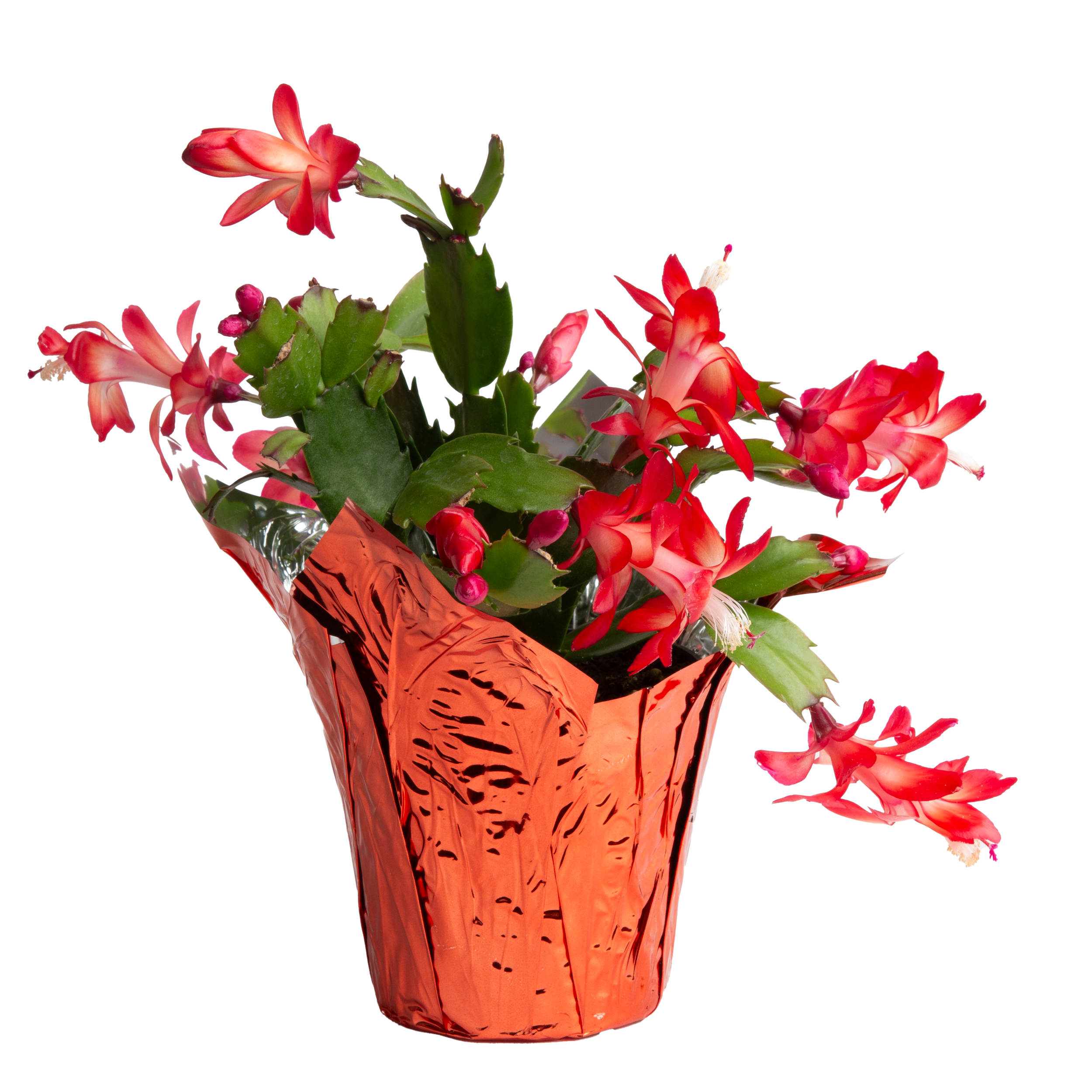 Holiday Cactus (Schlumbergera spp.)