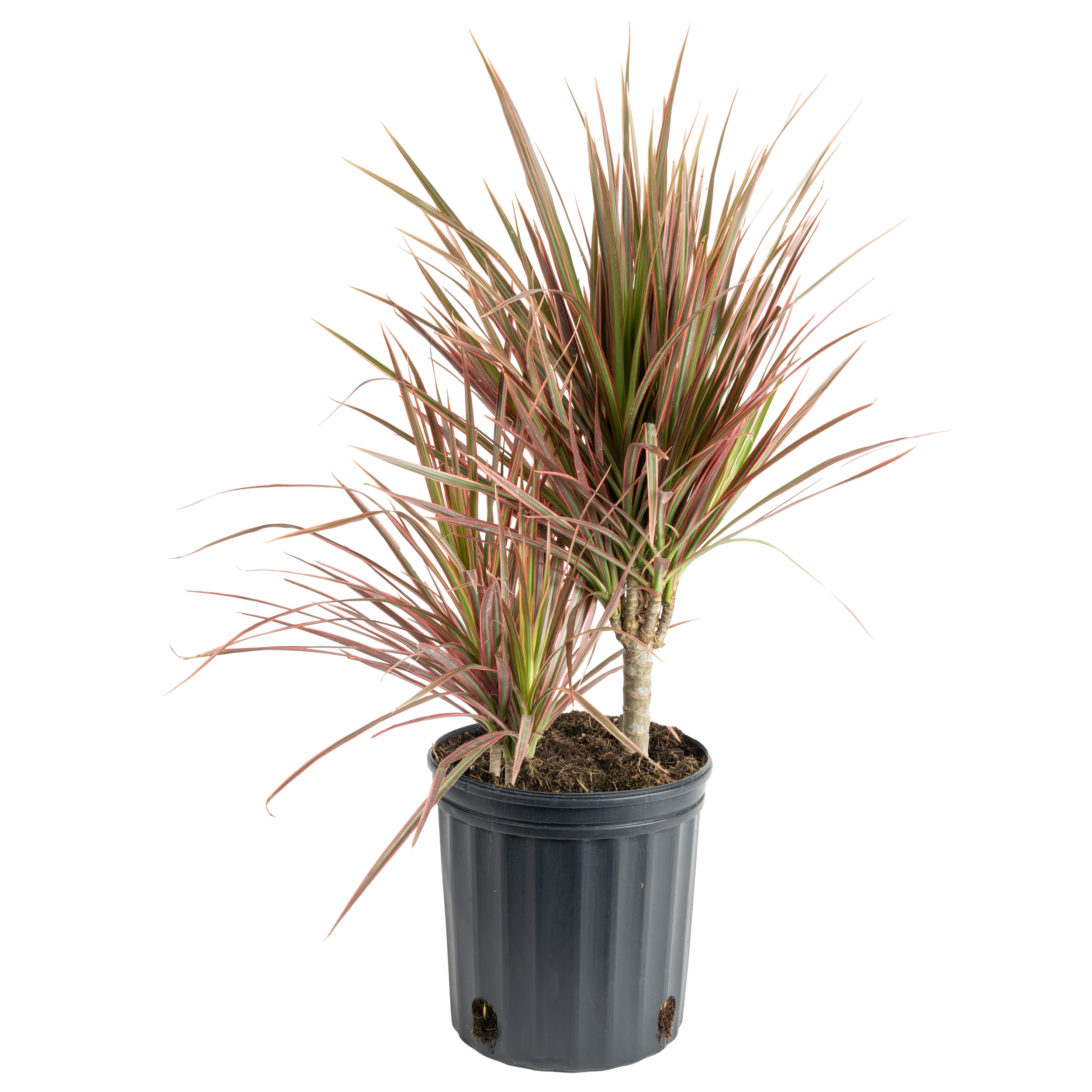 Colorama Dragon Tree (Dracaena marginata ‘Colorama’)