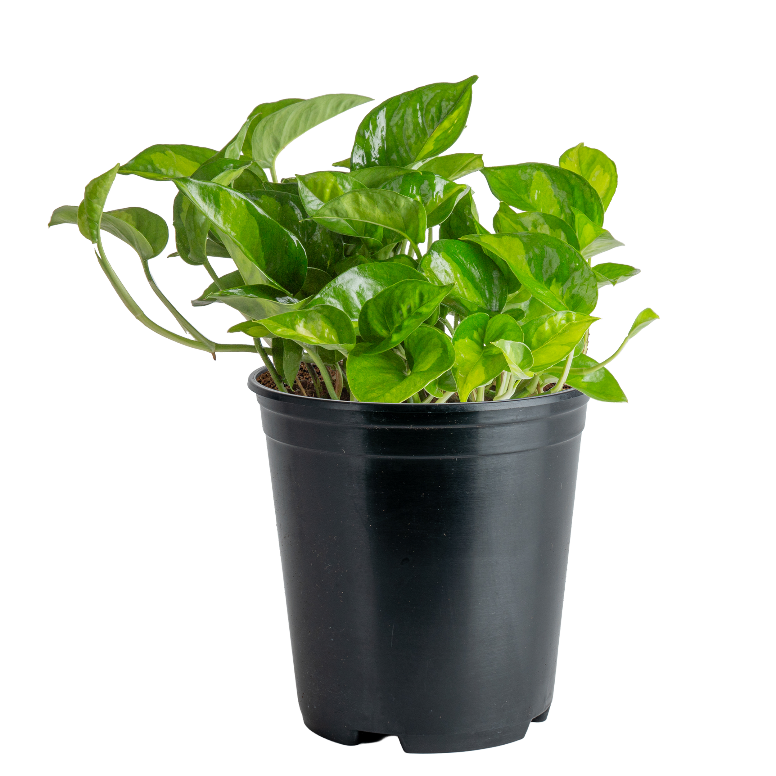 Pothos ‘Global Green’ (Epipremnum aureum ‘Global Green’)