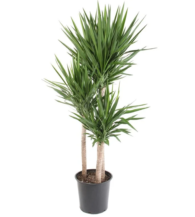Yucca Cane (Yucca elephantipes, character form)