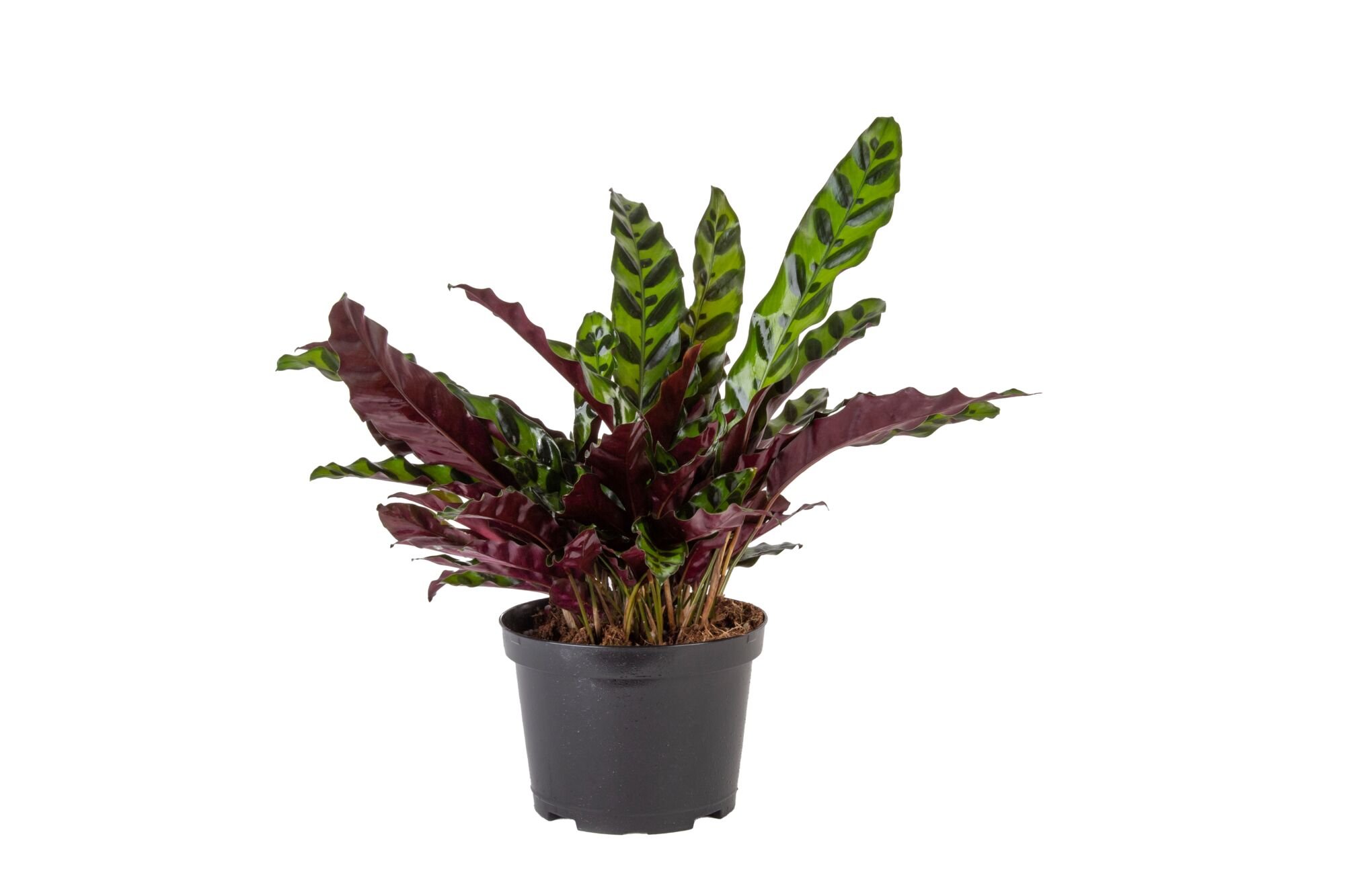 Rattlesnake Plant (Goeppertia lancifolia)