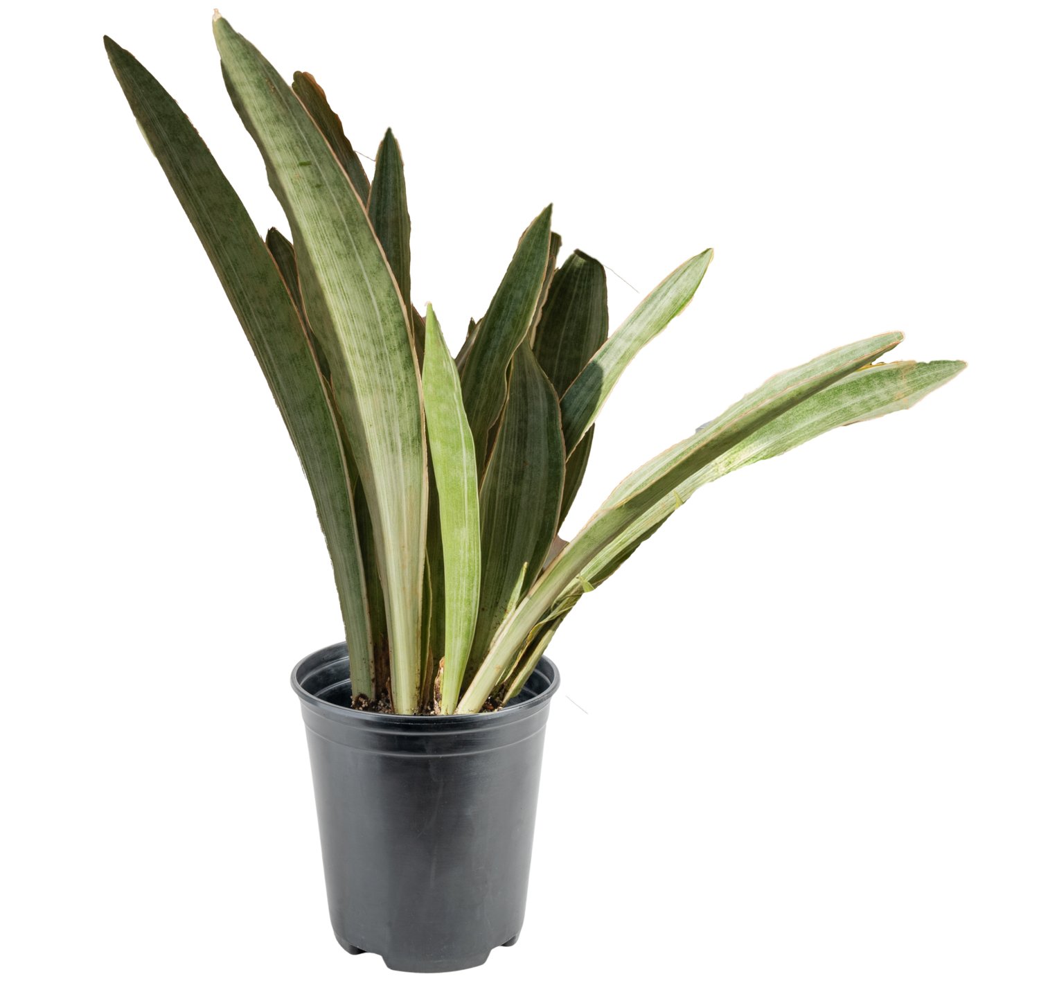 Sayuri Snake Plant (Dracaena trifasciata ‘Sayuri’)