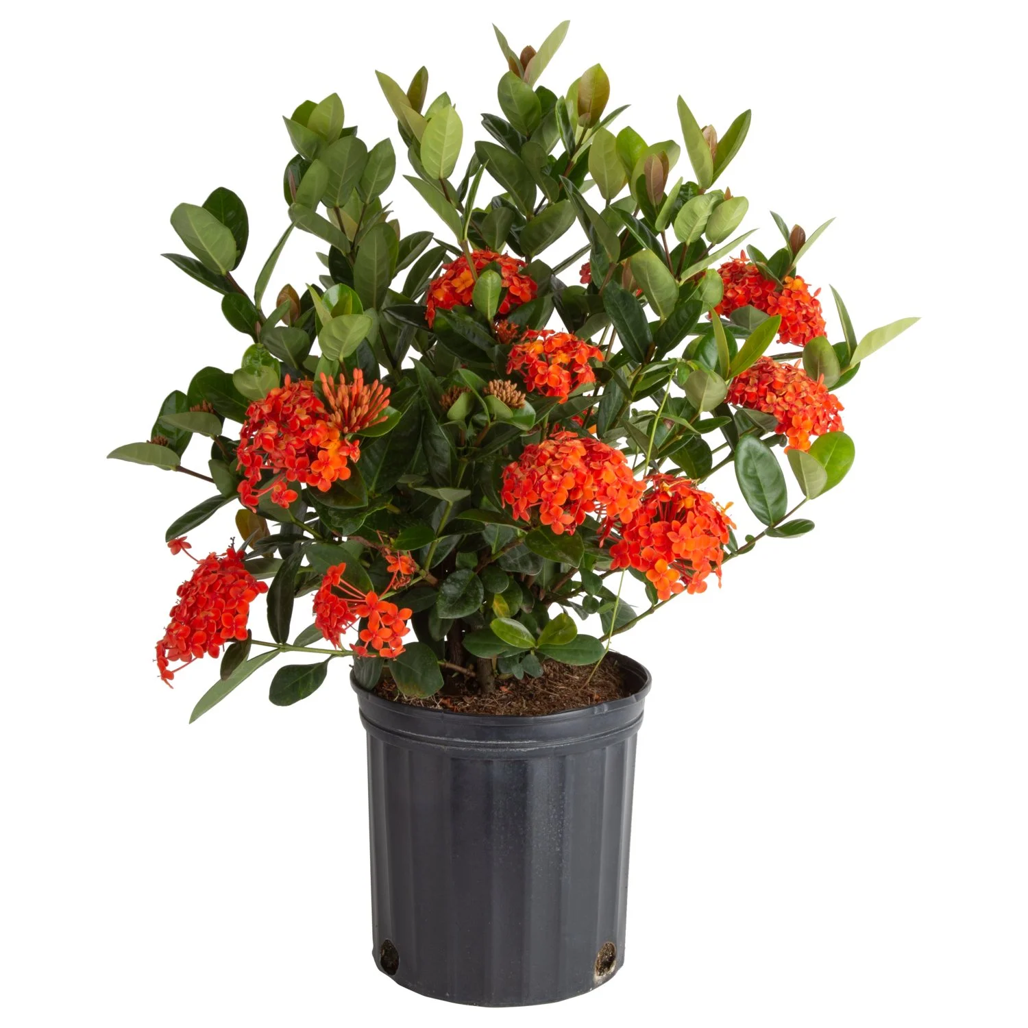 Ixora (Ixora spp.)