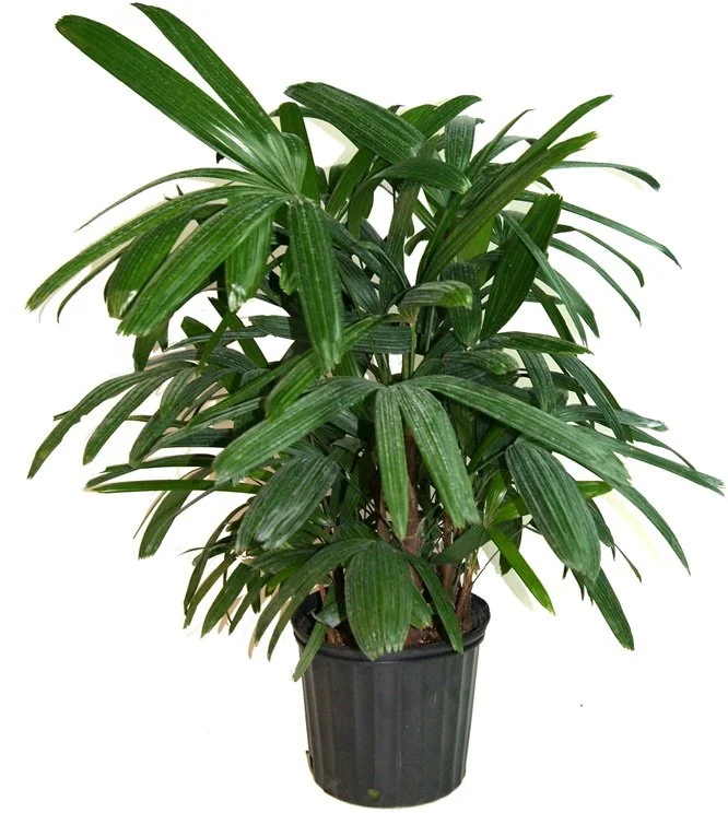 Rhapis Palm (Rhapis excelsa)