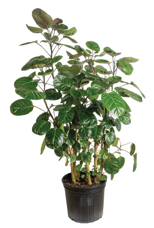 Aralia (Polyscias spp.)