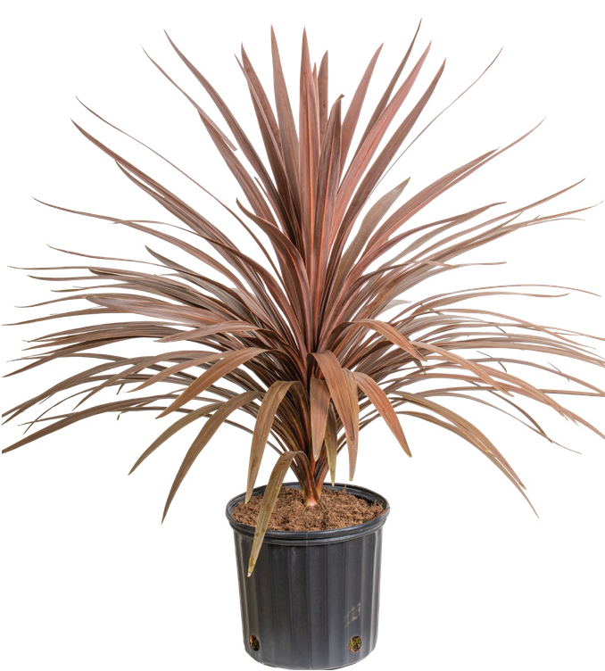 Cordyline ‘Red Star’